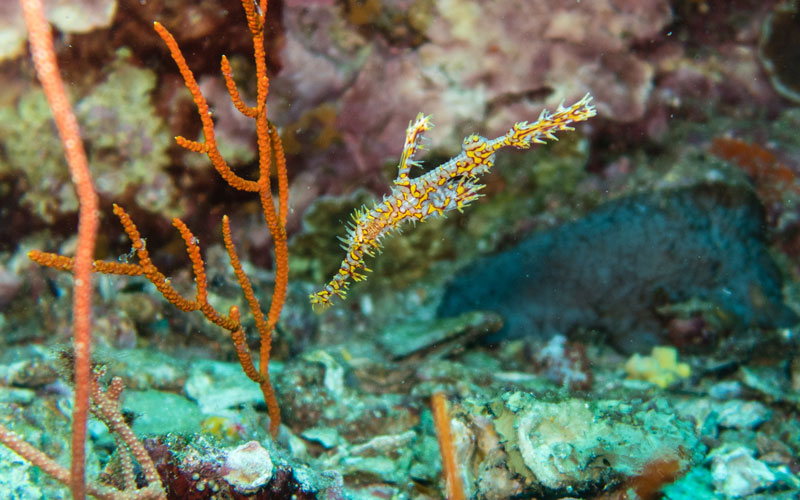 Ghost pipe fish