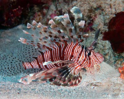 Rotes Meer: Indischer Rotfeuerfisch