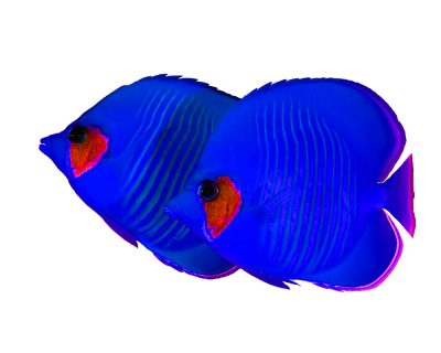 Foto Art: Maskenfalterfisch – blau