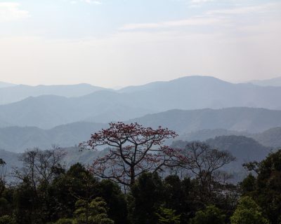 Laos: Die Bäume des Hochlandes