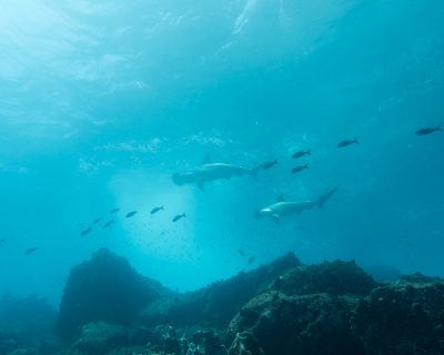 Galapagos: Hammerhaie in der Brandung