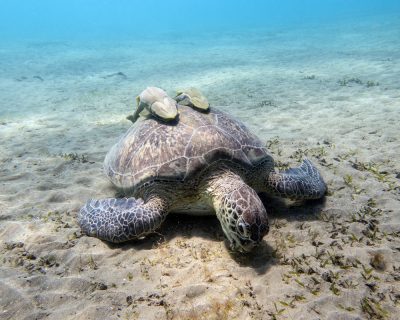 Rotes Meer: Karettschildkröte beim Grasen