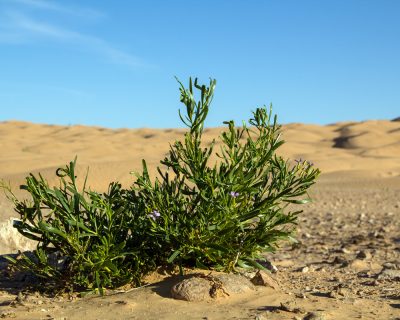 Sahara: Wüstenblume im Sandmeer